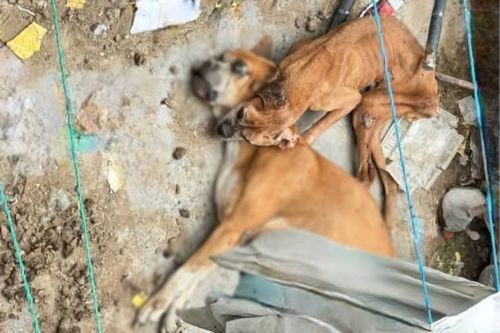 Video: Rescate con sabor a derrota de perritos abandonados en Chalco